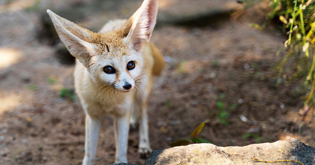 Fennec Fox